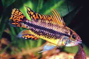 Fiche d'élevage : Apistogramma Cacatuoides Apistogramma%20cacatuoides