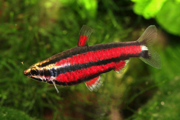  Sélection de aqualifestyle-france - Characidés - Amérique du sud  Nannostomus_rubrocaudatus