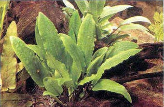 Fiches: Plantes aquatiques Cryptocoryne%20beckettii