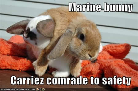 Cool awsome Pics Funny-pictures-marine-bunny