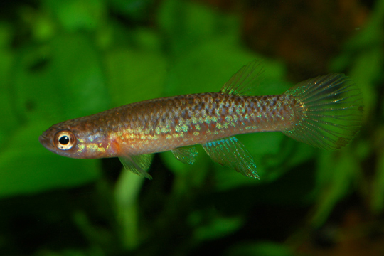 Peces de pequeño tamaño , adecuados para nano acuarios* Rivulus_torrenticola_gr01