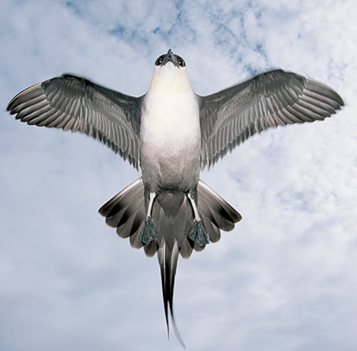 கதிகலங்க வைக்கும் கடற்கொள்ளை பறவை !!! Arctic-skua-jaeger