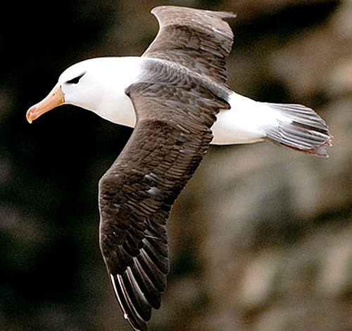 கடற் பறவை  - Page 2 Black-browed-albatross