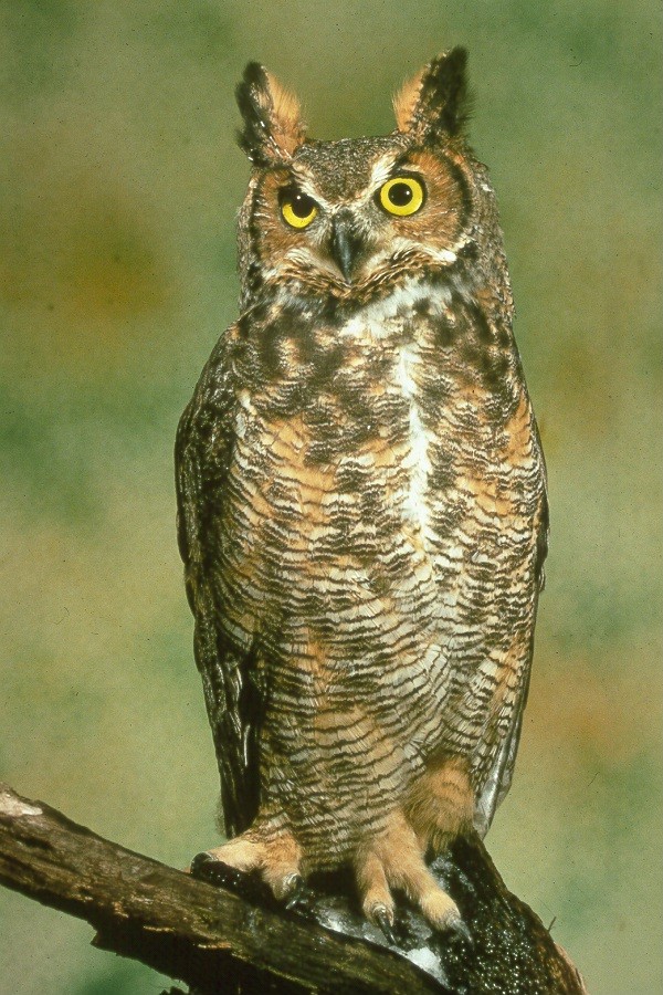 OWL- ஆந்தை. Great-horned-owl
