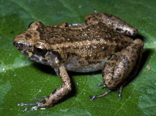 فضل الصيام على الانسان والحيوان والحشرات Eleutherodactylus-frog