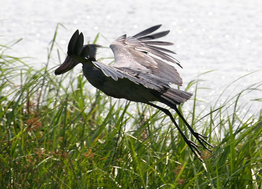 الطائر شو بيل Shoebill .. The-shoebill