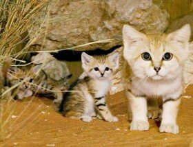 انواع القطط البرية المتواجدة في دول الخليج 13_ae_sand_cats01_4