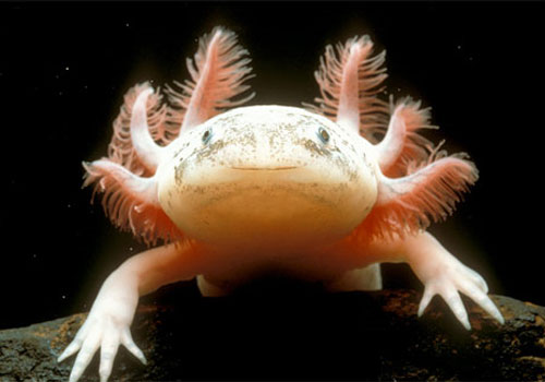 مخلوقات البحر 22 التي سوف تقولون سبحان الله Axolotl
