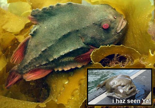 مخلوقات البحر 22 التي سوف تقولون سبحان الله Lumpfish