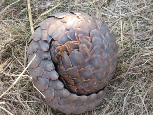 ۞−ـ‗_ حيوان البَنْجُولين _‗ـ−۞ Pangolin