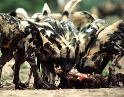 Afriški divji pes African_wild_dog_pack