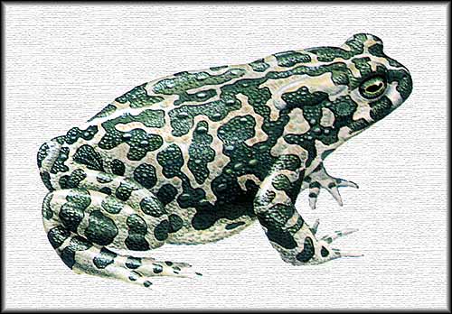    FAUNA      Bufo_viridis-500