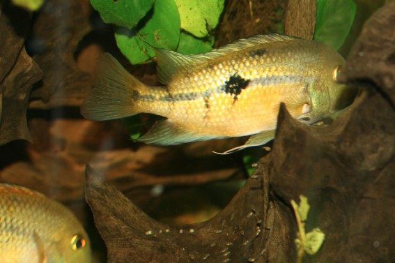 Ponte des Hypsophorys nicaraguensis Img_4476