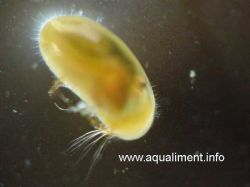 Ostapode dans nano crevettes Ostracode