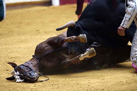 Cataluña prohíbe los toros - Página 4 San%20Sebastian%20gored%20horse%201