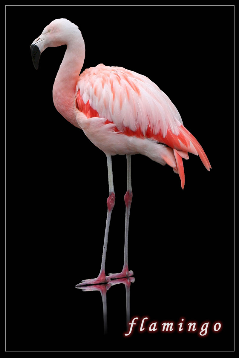 طائر فلامينغو رائع جدا Flamingo