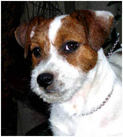 russell - Jack Russell da sogno - Pagina 6 GoldTesta