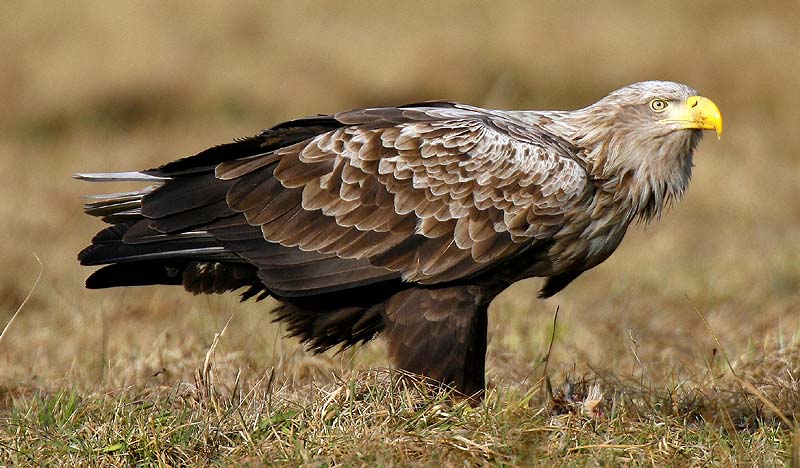 Les animaux - Page 28 Seeadler800px