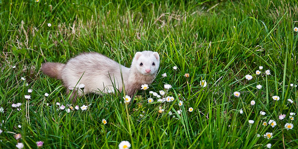 [Jeu] Association d'images - Page 17 Furet