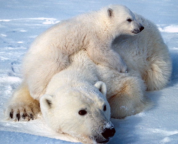 una foto curiosa Polar_bears