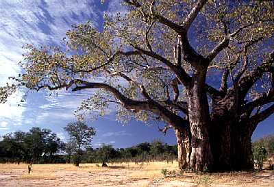 Baobad; El departamento de Rafiki. Baobab