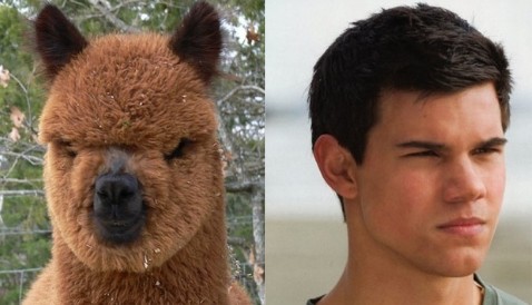 VOCÊ DIZ NÃO AO BULLING ? Taylor-lautner-animal