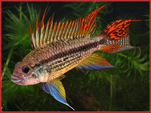 Un projet, 720l L_Apistogramma%20cacatuoides%20rood