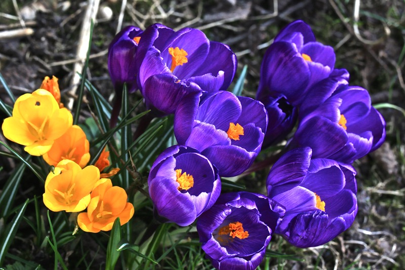 Le printemps Crocus1