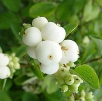 la fleur de Martin du 18 Juillet trouvée par Ajonc Symphorine