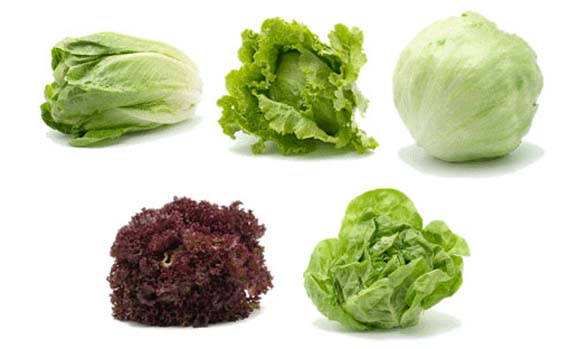 Como Cultivar Lechuga Variedades-de-lechugas1