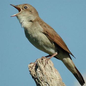 شريط لطائر العندليب الحسنية Nightingale