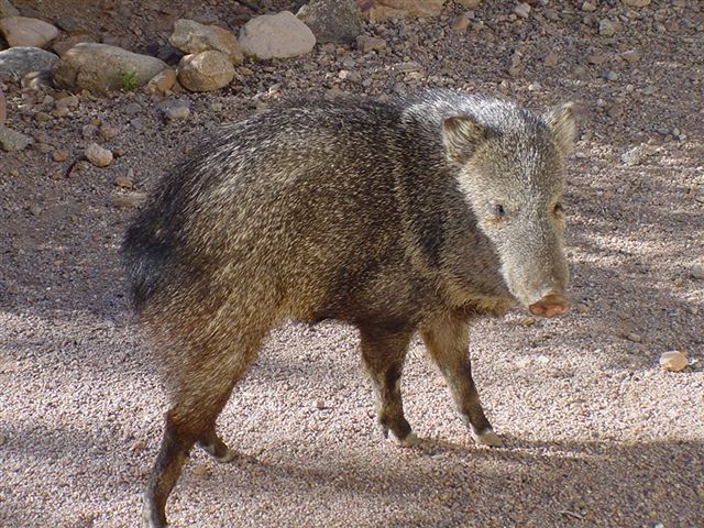 Hunting Wild Hogs DSC00332