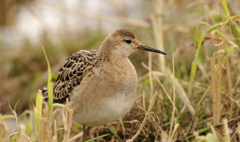 un oiseau - blucat - 19 août trouvé par ajonc Combattant%20varie-081003-0223a6