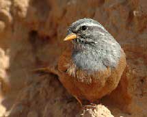 Les Oiseaux de Notre Enfance 13fevr091