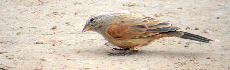 Les Oiseaux de Notre Enfance 13fevr093