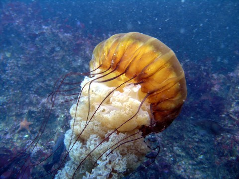 صور قنديل البحر رائعة.. Jellyfish_72