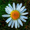 ..Flower .. Icon012