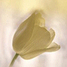 ..Flower .. Icon015