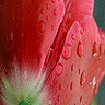 ..Flower .. Icon025