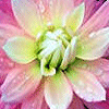 ..Flower .. Icon028