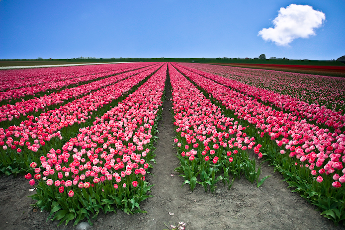 زهرة التيوليب أو الزنبق Tulips1