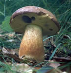 Informaes - Pgina 2 Boletus_badius