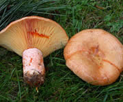 Informaes - Pgina 2 Lactarius_deliciosus