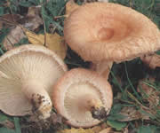 Informaes - Pgina 2 Lactarius_torminosus