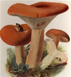 Informaes - Pgina 2 Lactarius_volemus