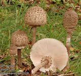 Informaes - Pgina 2 Lepiota_procera