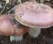 Informaes - Pgina 2 Russula_vesca