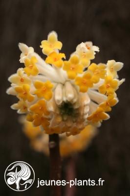 Arbuste coloré ou fleuri en Hiver 7265-jeune-plante-en-pot-edgeworthia-a-grandes-fleurs-edgeworthia-chrysantha-grandiflora