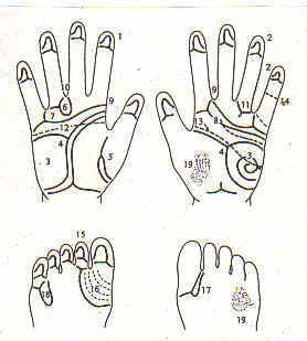 Interaction of palmarprints and fingerprints Downs.dg.features