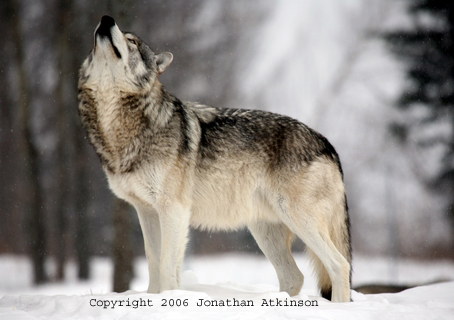 الذئب ( الولف ) الرمادي الشرقي الأمريكي الشمالي La_Grey_Wolf